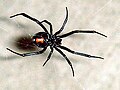 Vedova nera (Latrodectus mactans)