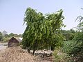 Provincial tree of Punjab (Pakistan)