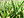 Berkas: Blades of grass.jpg (row: 24 column: 18 )