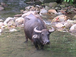 Un carabao in le Philippinas