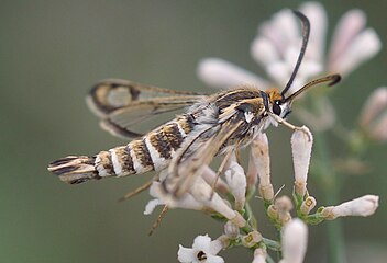 Chamaesphecia bibioniformis