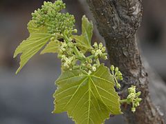 Cissus woodrowii (3558285705).jpg