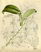 Dendrobium gouldii