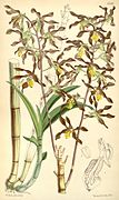 Dendrobium johannis