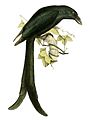 Mayottedrongo