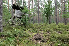 Forest in Zehdenick 2021-09-02 47.jpg