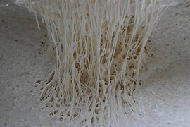 Gluten strands in bread dough.jpg