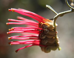 <center>Grevillea aquifolium</center>