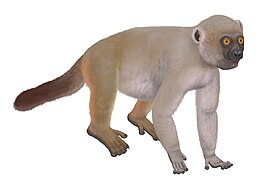 Hadropithecus