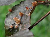 Gallen van de galmug Hartigiola annulipes