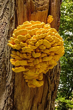 Laetiporus sulphureus sobre uma nogueira-do-japão (Ginkgo biloba) no jardim botânico de Haren, Países Baixos. É uma espécie de cogumelo da família Polyporaceae. Espécimes jovens e suculentos deste cogumelo são comestíveis, com gosto de frango quando cozidos. Isso deu ao cogumelo o nome de “Galinha da Floresta” no mundo de língua inglesa. (definição 3 456 × 3 456)