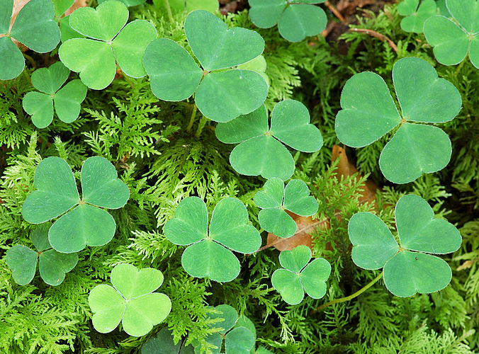 Кислица (Oxalis)