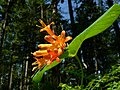 Lonicera ciliosa