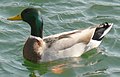 Mallard (Anas platyrhynchos)