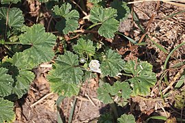 Malva neglecta 105857969.jpg