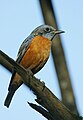 Blue-capped rock thrush