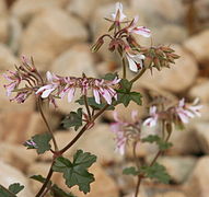 Pelargonium glechomoides