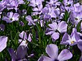 Phlox diffusa