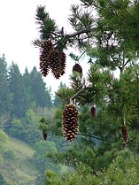 Foliage and open cones