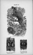 Plate IV - figure 20 to 22 - Descent of man - Charles Darwin.png