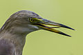 Pond Heron in Baranagar