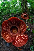 Rafflesia Arnoldii Batang Palupuah Indonesia