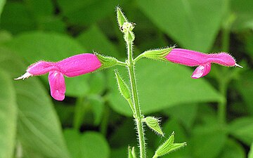 Fruktsalvia Salvia dorisiana