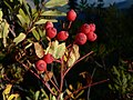 Sorbus sitchensis