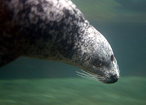 Spættet sæl i Odense Zoo