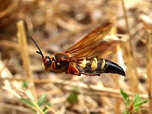 Eastern cicada killer hover patrol