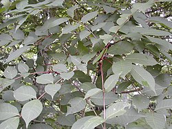 Toxicodendron vernicifluum