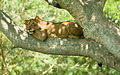 A tree climbing lion.