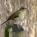 Creamy-bellied thrush