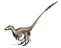 伶盗龙体长可达 2 公尺，臀部高度则有 0.5 公尺，全身披满羽毛，生存于白垩纪晚期