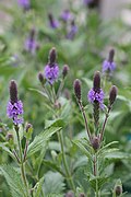 Verbena macdougalii.jpg