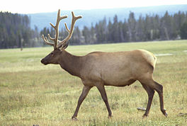 In wapity (Cervus canadensis).