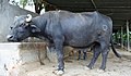 Een stier in Mehsana, India