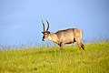 Commons:Waterbuck