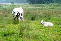 Zondagsbroek (Nationaal Park De Drentsche Aa)