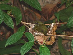 ♀ Antilophia bokermanni