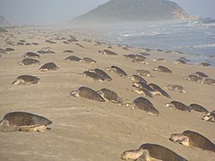 Arribada de tortugas golfinas.