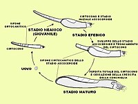 Schema ricostruttivo dell'ontogenesi di nautiloidi appartenenti all'ordine Ascocerida, caratterizzati da un netto cambiamento di morfologia della conchiglia durante la transizione (stadio efebico) da forme giovanili a forme mature.[N 15][120]