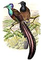 Dessin de deux oiseaux posant sur une branche, le premier a la tête au plumage azur, le second a la tête au plumage noir.