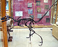 Skeletmodel van Bambiraptor