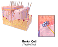 Ilustracija kožne Merkelove ćelije