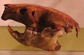 Cráneo de canariomys bravoi