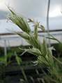 Inflorescencia en cierta ciperácea, Cenchrus.