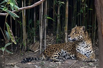 Jaguar, Chapultepec Zoo