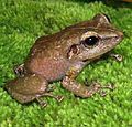 Coquí común (Eleutherodactylus coqui)