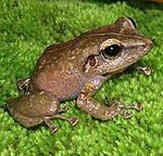 Eleutherodactylus coqui, sans aucun doute l’espèce la plus emblématique de la faune de Porto Rico.